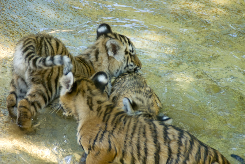 tiger cubs