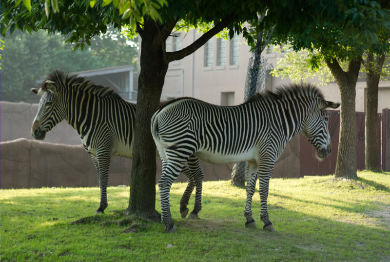 two zebras under shade of tree