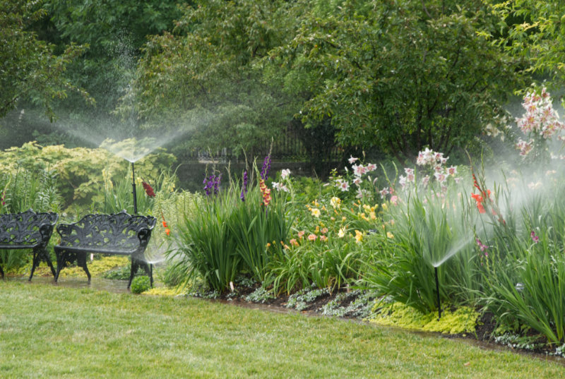 day lilies being watered by sprinklers