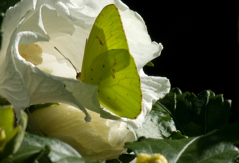 Clouded Sulphur