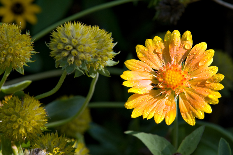 yellow flower