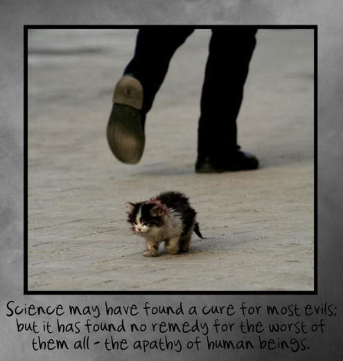 bedraggled kitten on sidewalk with image of human walking away from it behind