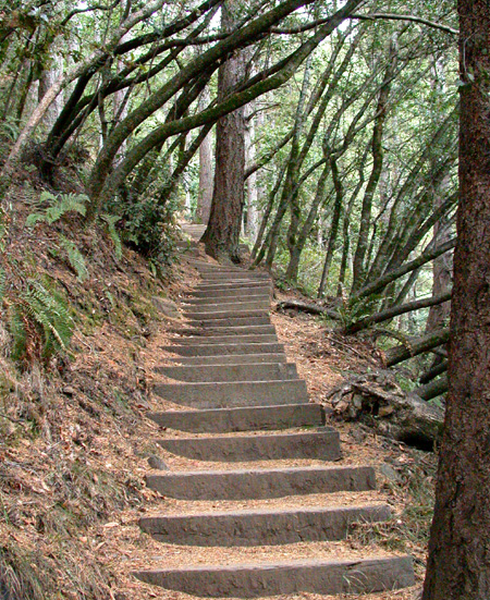 Trail in Muir Woods, CA