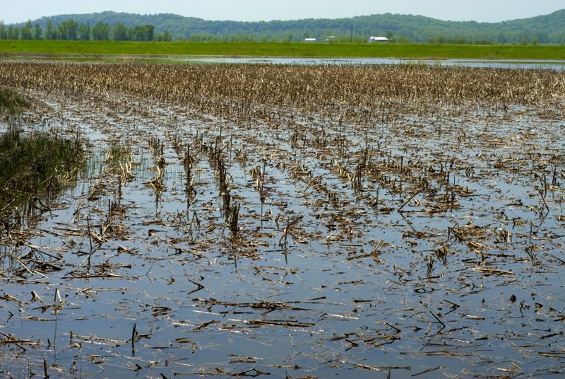 flooded farm field