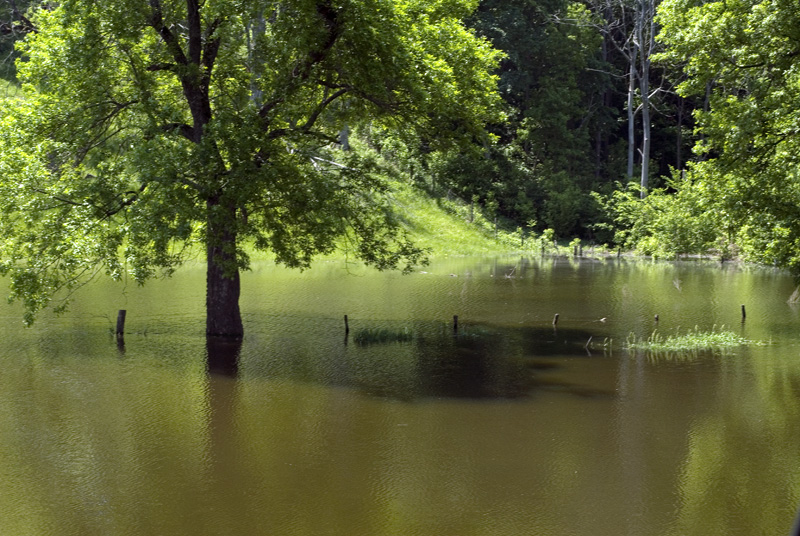 flooded farm fence