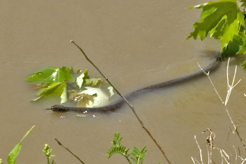 Snake swimming for high ground