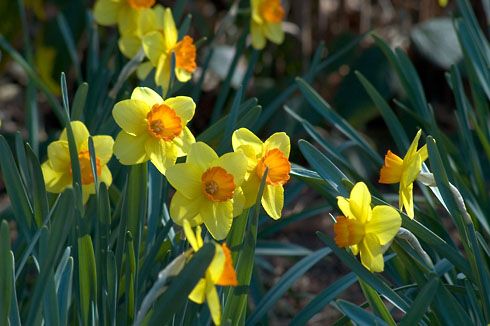 spring flowers