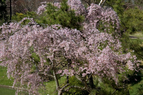 spring flowers