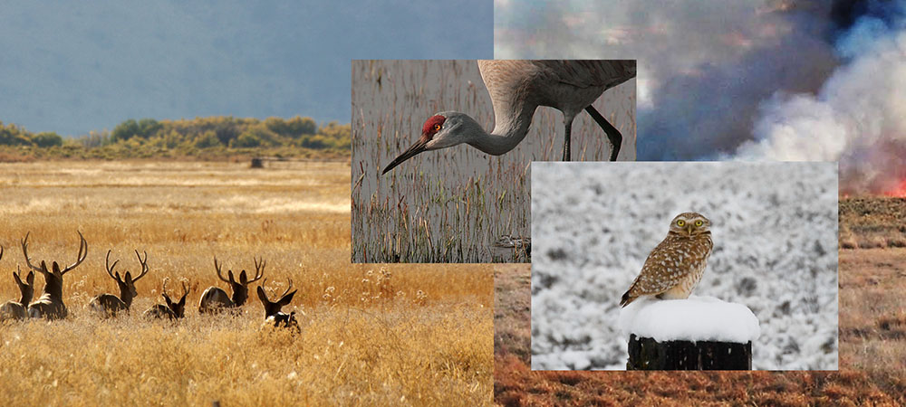 Montage of photos of Malheur