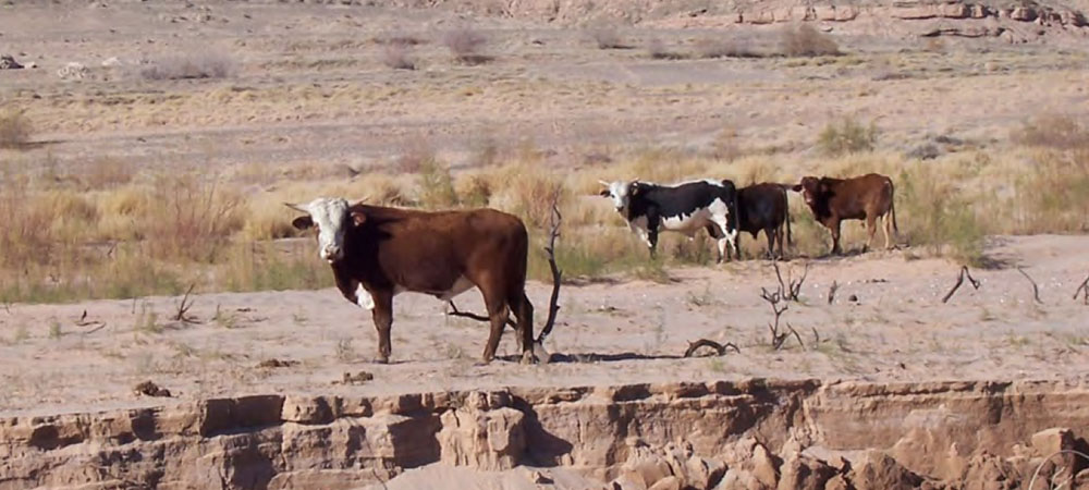 Bundy's cows