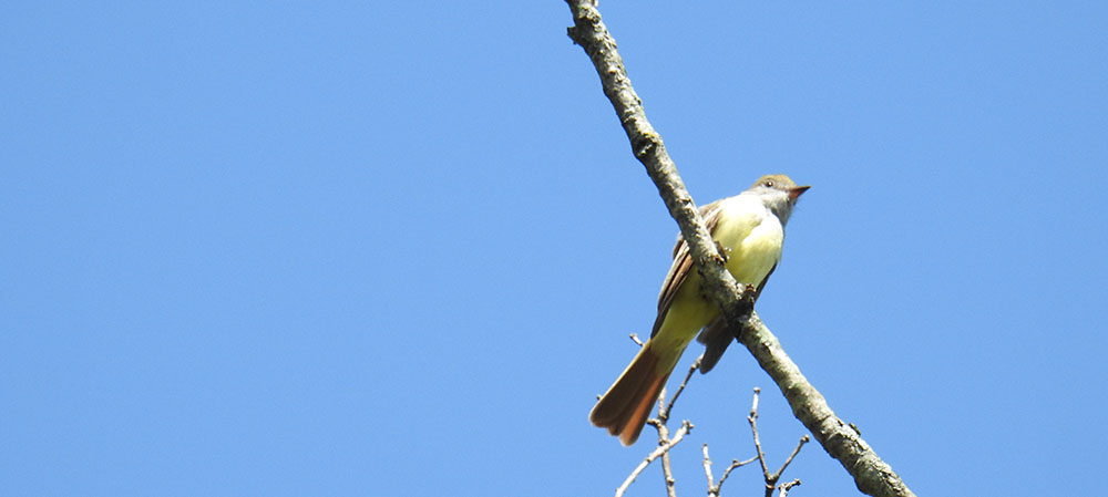 Bird in a tree