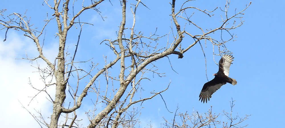 Vulture flying overhead