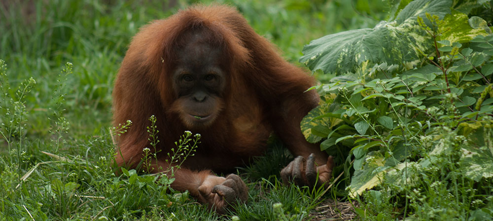 Orangutan laying on grass looking at camera