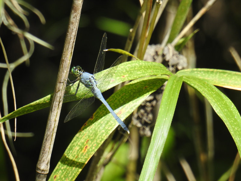 Dragon fly in the swamp