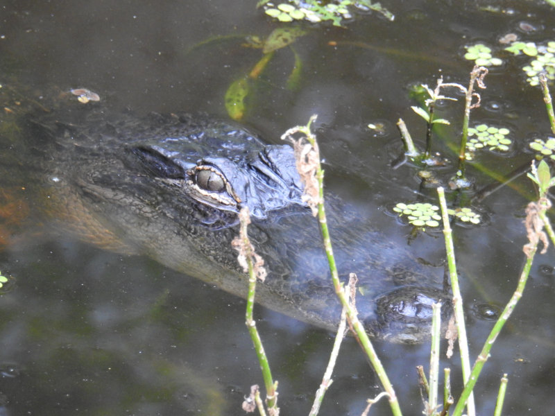 Young alligator in cypress swamp