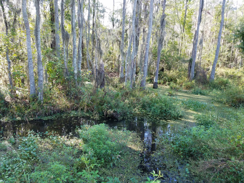 Nature Trail by cypress swamp