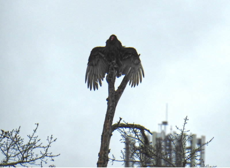 Vulture on tree