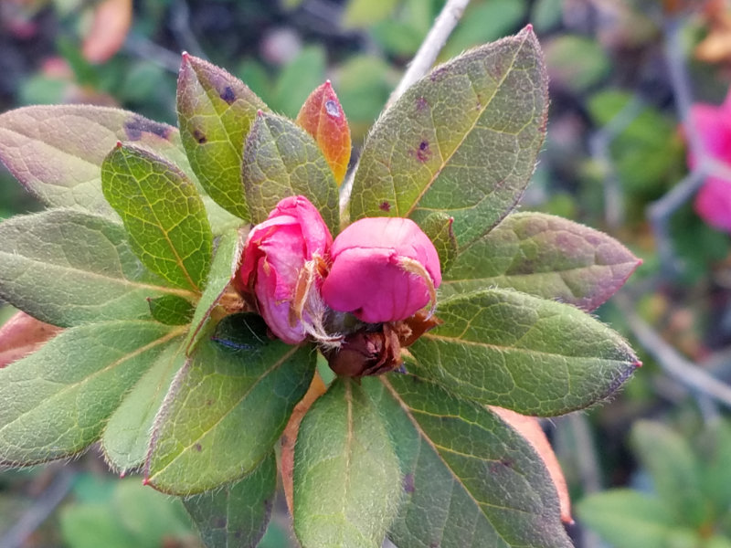 Pink Azalea bud