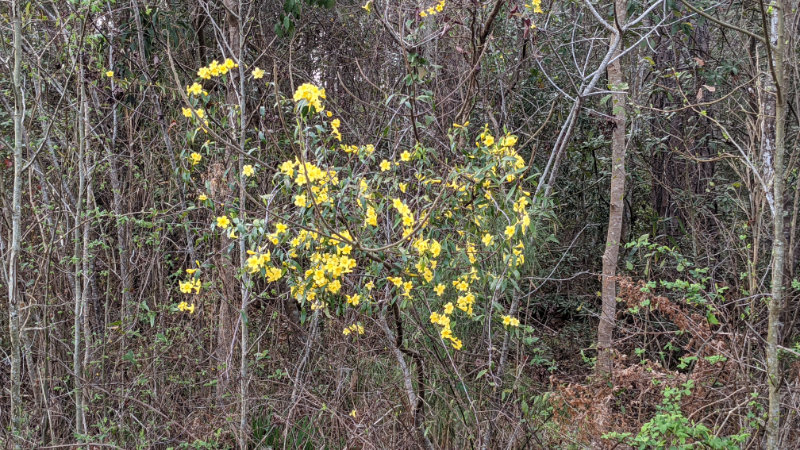 Jessamine vine