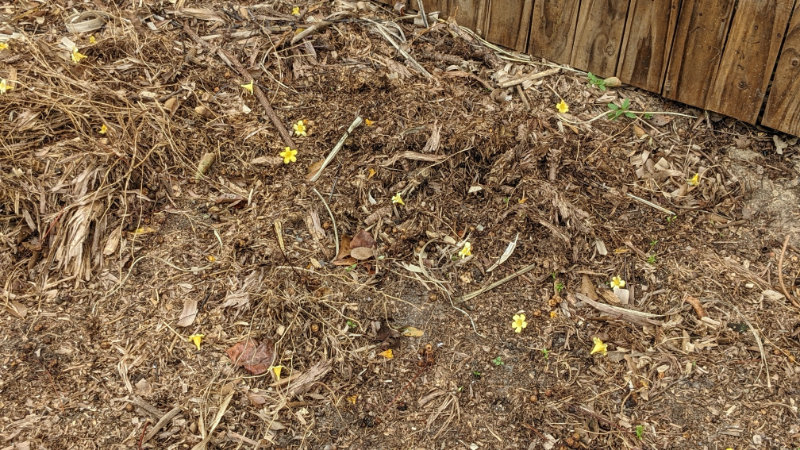 Jessamine flowers scattered on the ground