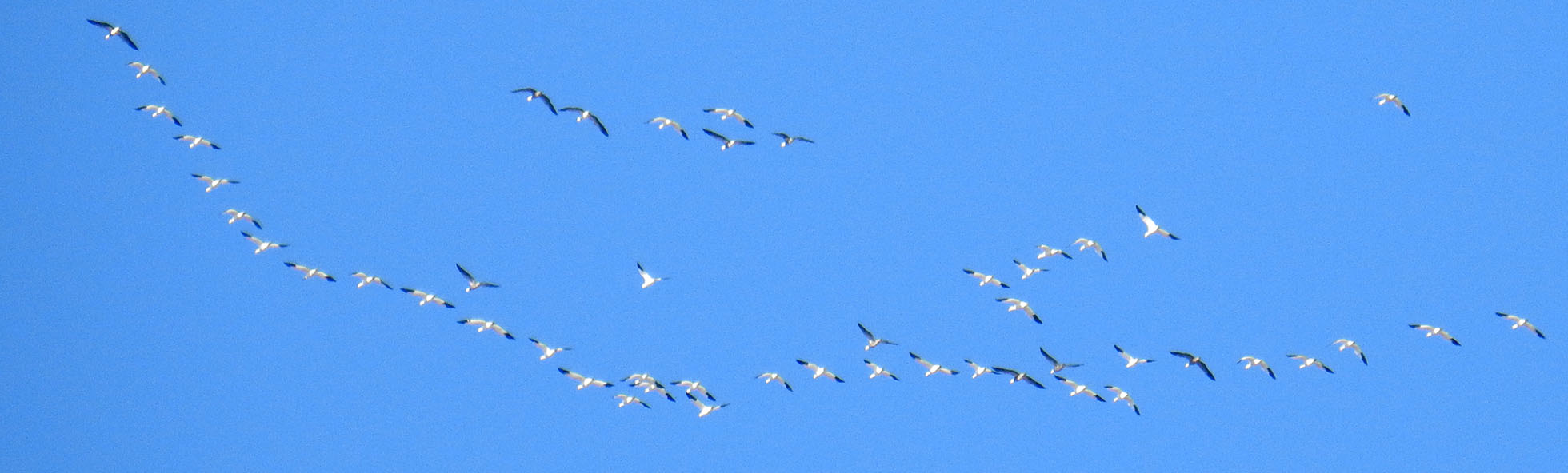 flock of birds in blue sky