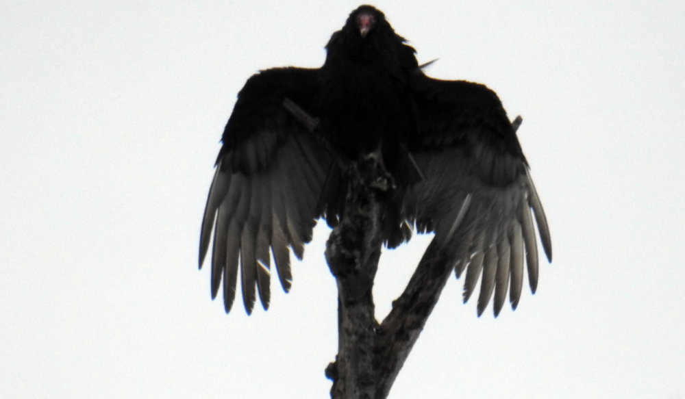 Vulture in a tree wings outspread