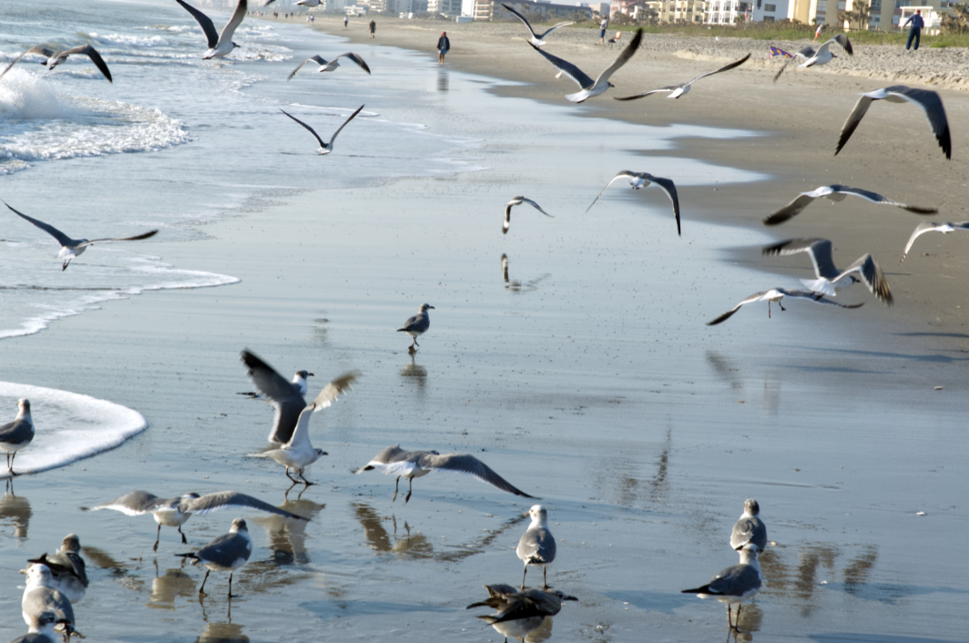 Flock of seagulls taking off from a beach