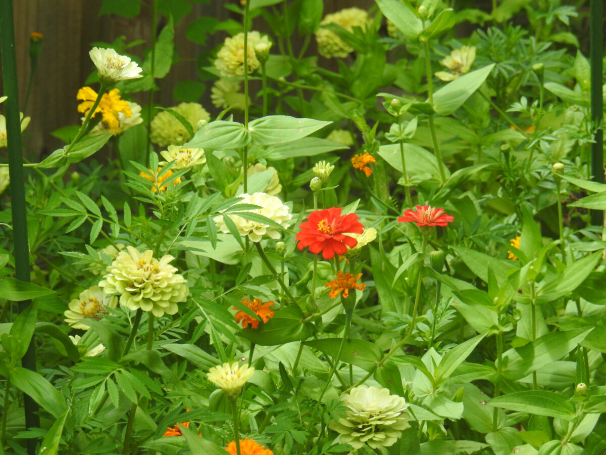 Back yard zinnias and marigolds