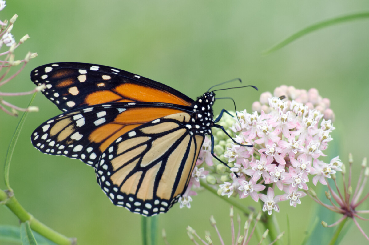 Monarch butterfly on swamp milkweed with pale green background