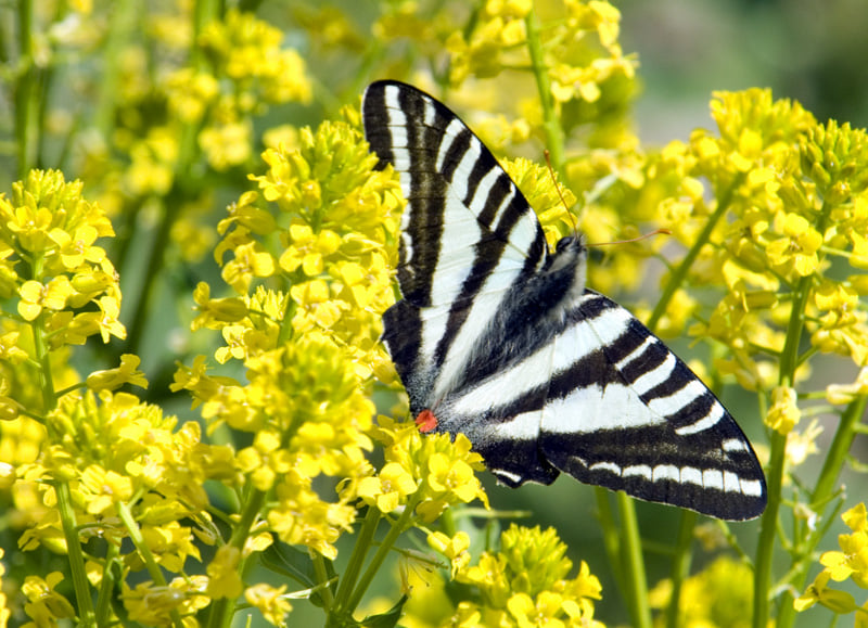 Black and white butterfly with a red dot on a field of bright yellow dainty flowers