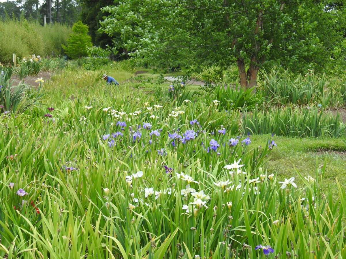 A field of iris flowers, a big oak tree, and barely seen among the flowers, a man wearing a hat and a denim shirt, gardening among the flowers.