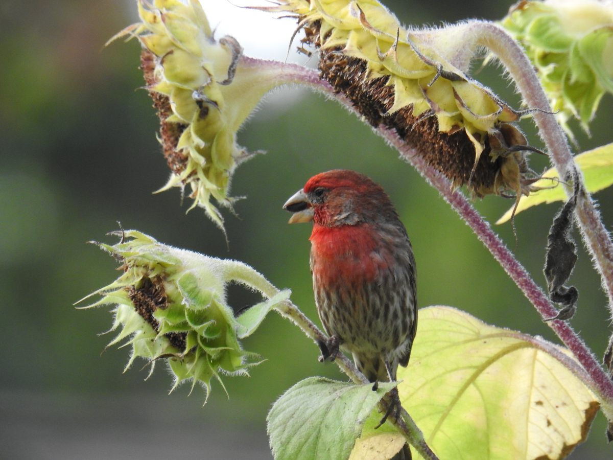 Bright red house finch sitting among sunflowers with no petals, enjoying the last of the sunflower seeds