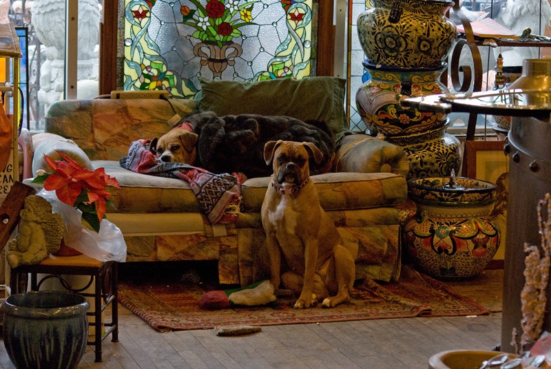 A thrift shop full of odd and wonderful things, including stained glass windows and pottery bowls. Everything is just slightly dusty. Two dogs on or near an old ratty couch by the window. One dog, a beagle, is laying on the couch, covered in an old fur coat, head on a blanket. The other, a boxer mix, sitting by its side on a tattered oriental rug. Both are looking at the camera, thoughtful looks on their faces.