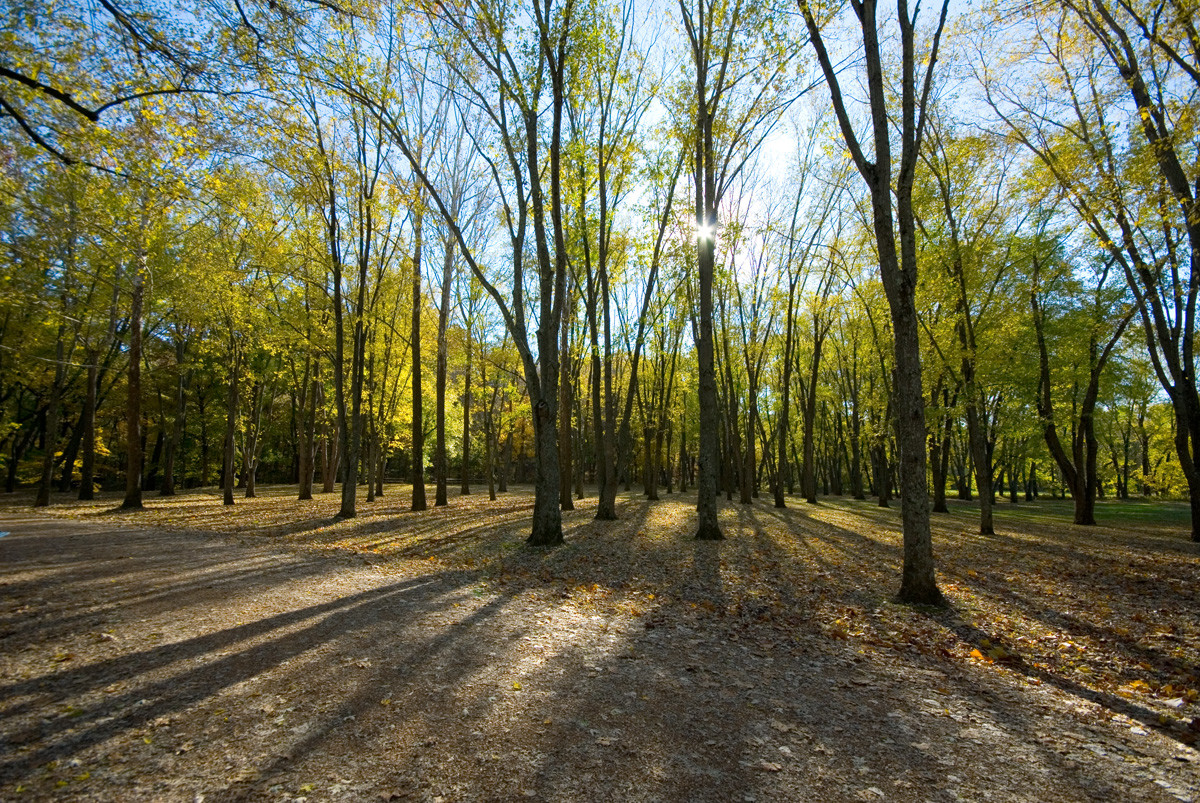 Early spring, stand of trees with leaves, and sun peeking through the branches of two of the trees, casting shadows on path in front.
