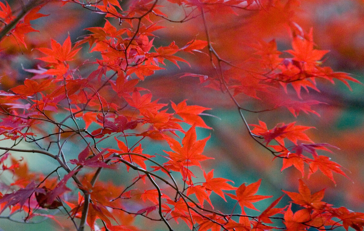 Red maple leaves slightly blurred from the wind against a backdrop of blue-green