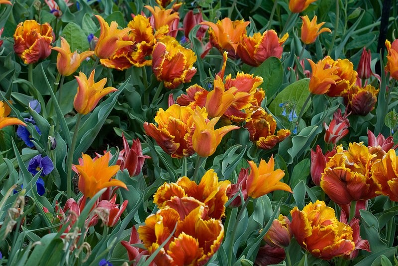A field of parrot tulips in vivid shades or orange and red, with a few scattered purple flowers and red and white tulips.