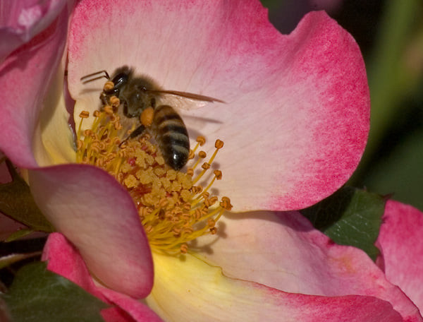 Honey bee on a bright pink flower with a yellow center on a bright summer day