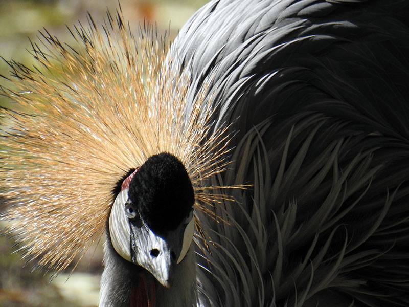Close up of a grey crowned crane's face, sun highlighting the feathers around its face, other feathers faintly seen in the shadows