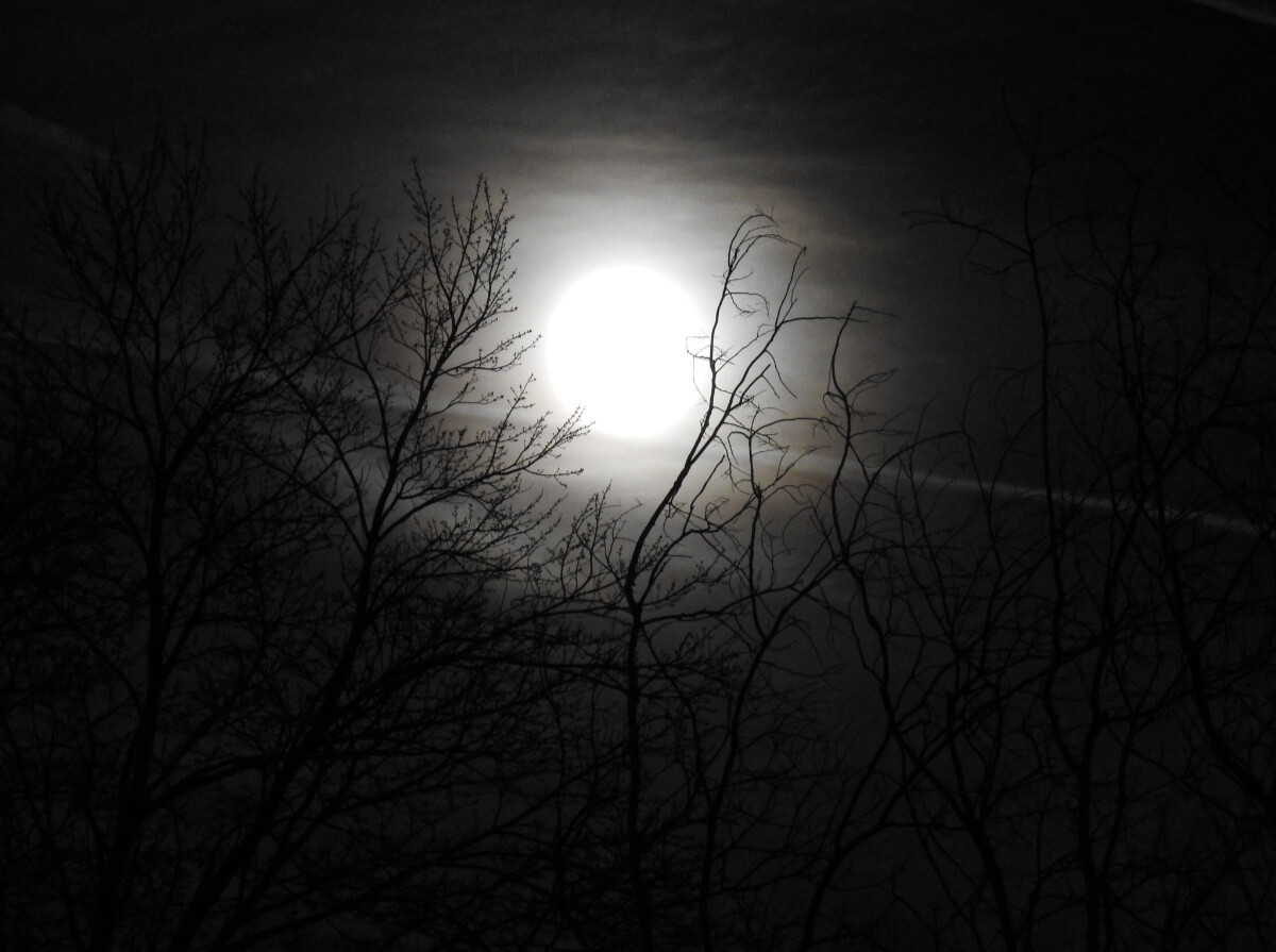 Moon as bright blur with branches silhouetted in front