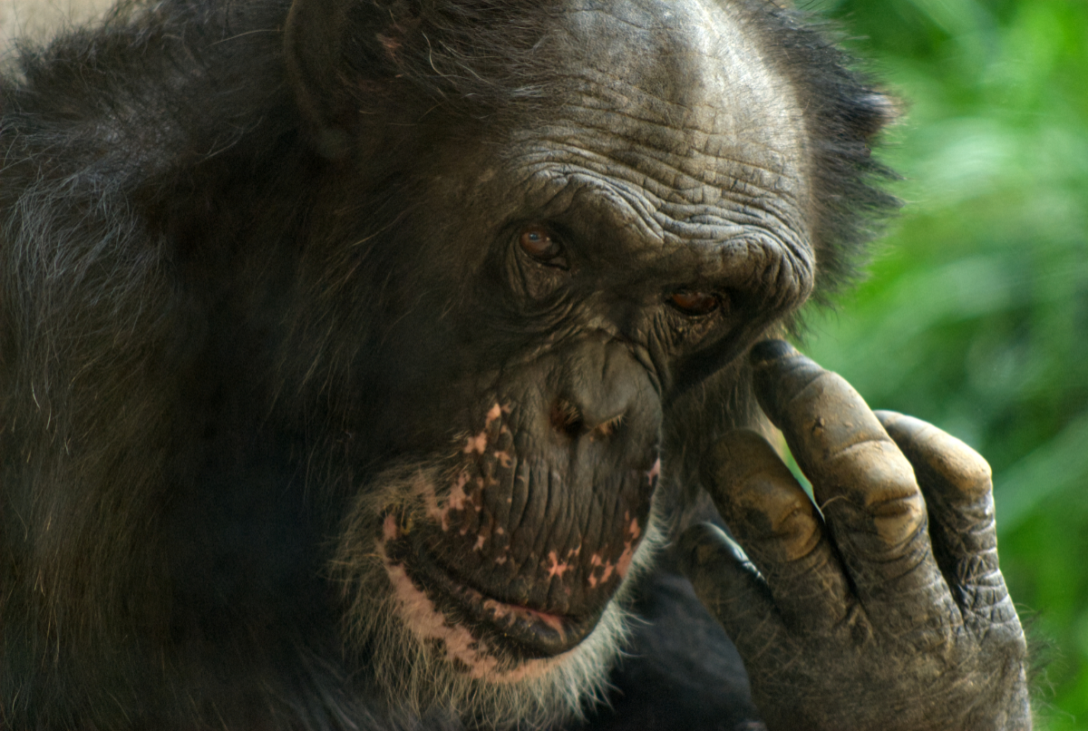 Close up of the face of a very old chimp, brown eyes looking thoughtfully directly at the camera. The chimp brushes his face gently with his hand, hand stained with direct. Green forested background.