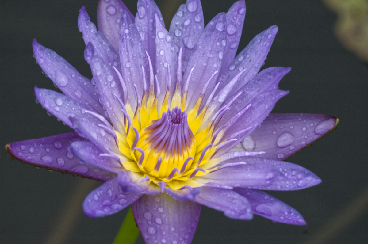 blue/purple waterlily with bright yellow interior, covered in rain drops