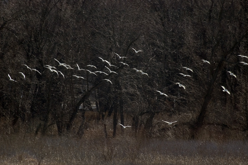 Flock of sea gulls flying up from river against a backdrop of dark forest