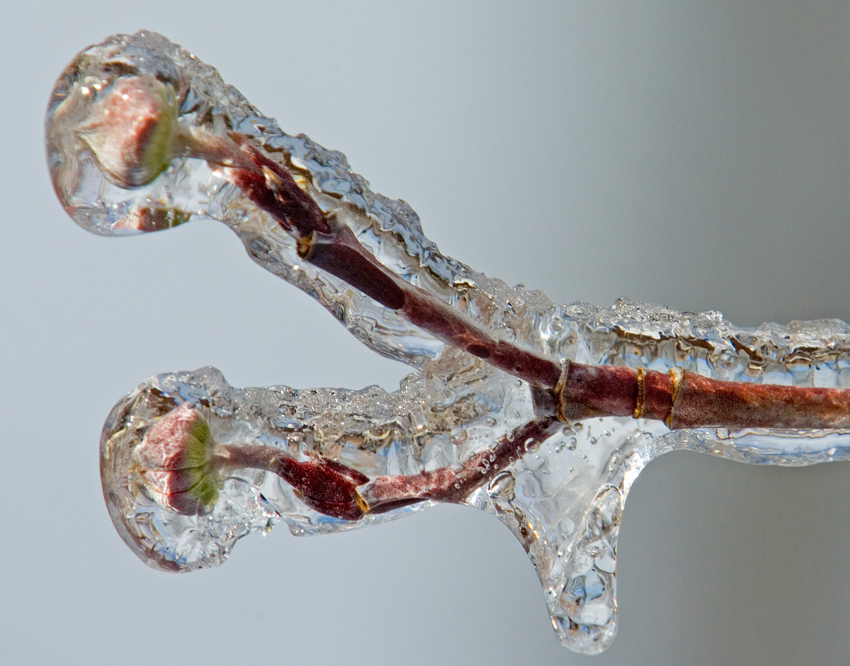 Tree branch with two buds at the end of each fork of the branch. Everything is covered with a quarter inch of crystal clear ice from freezing rain.