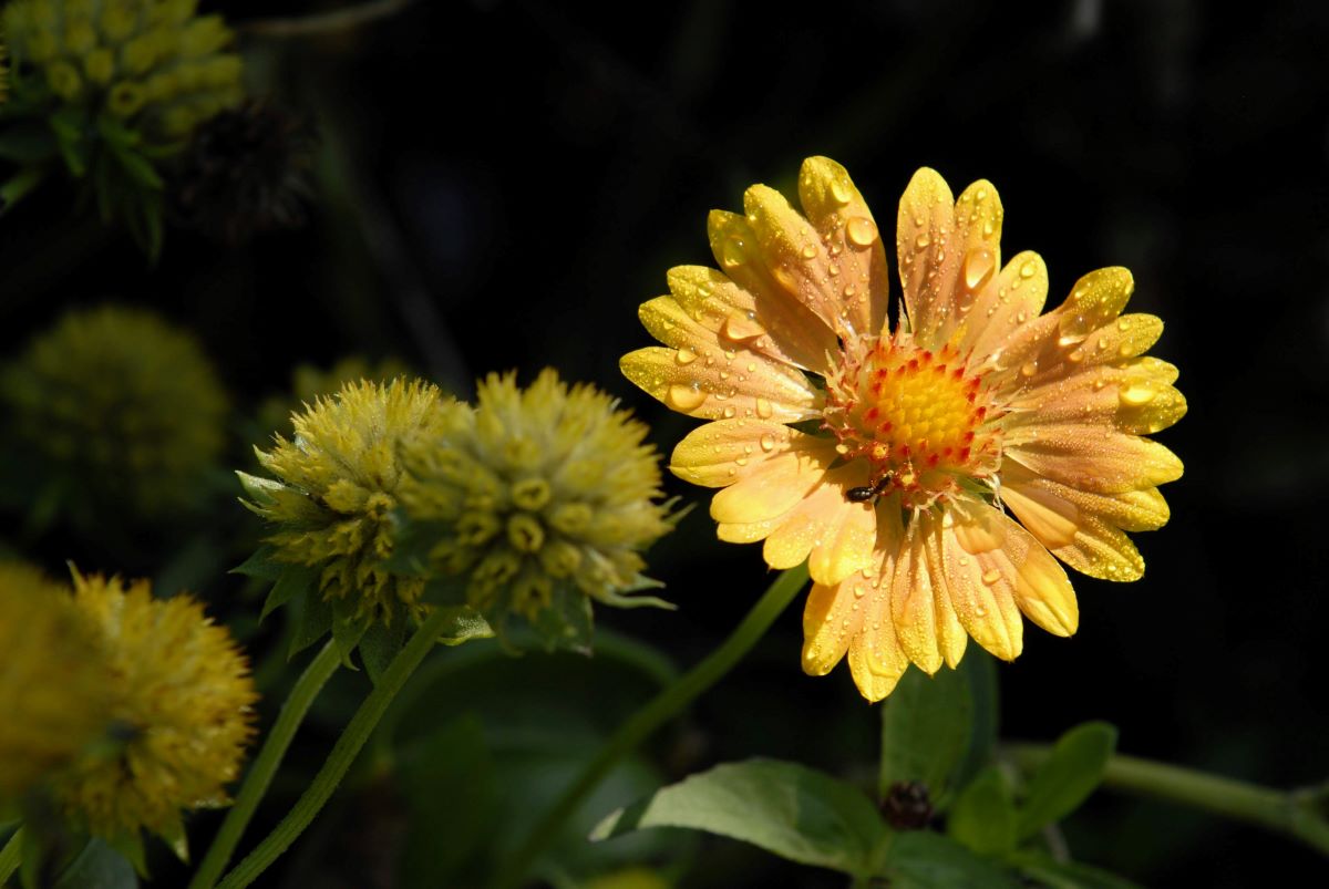 Bright yellow flower against a dark background. Flower is covered with rain drops.
