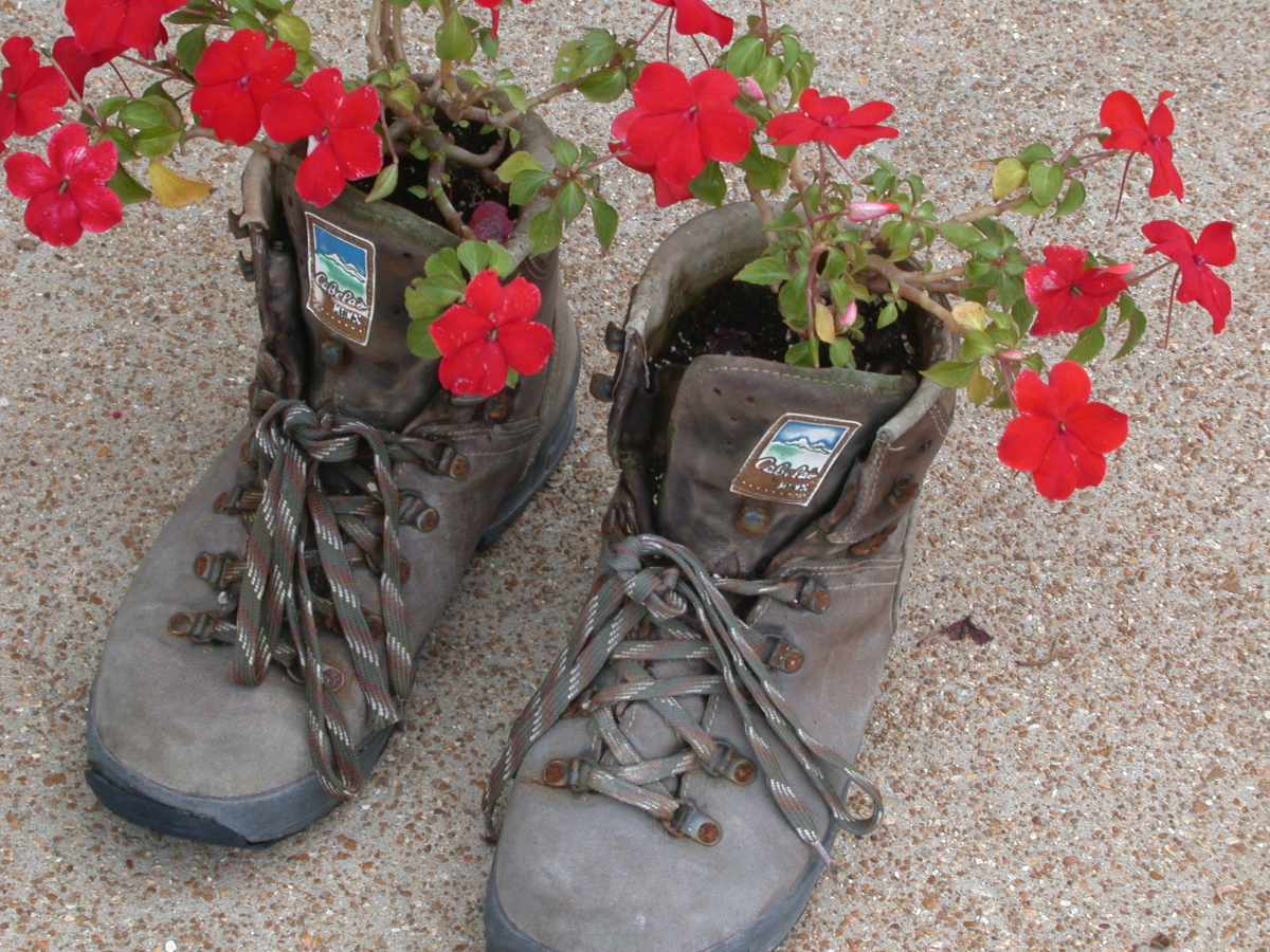 A pair of old hiking boots, filled with dirt, with bright red flowers planted in the dirt