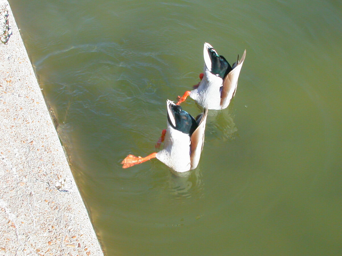 two male ducks in a pond, synchronously diving, both with their butts in the air