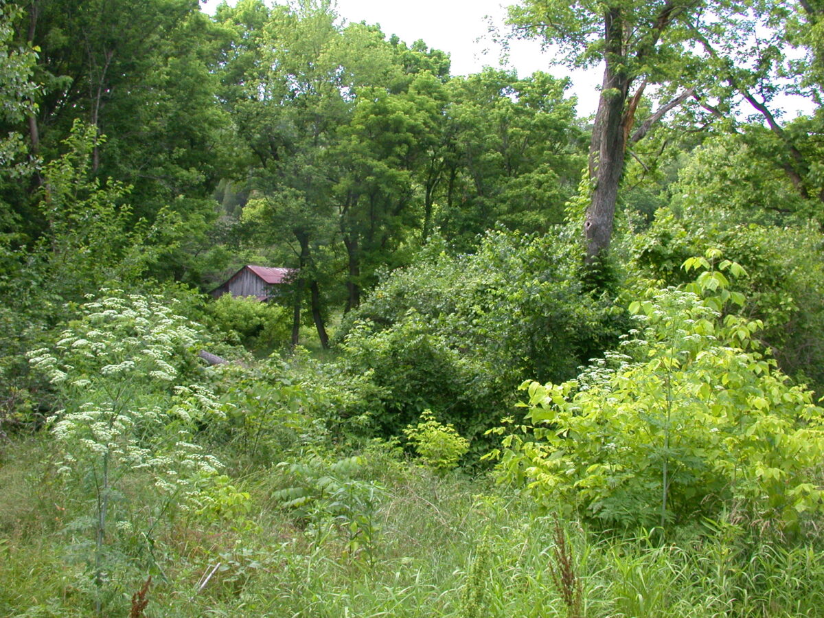 Peaceful overgrown meadow with trees and wildflowers. In the distance, the red roof of an old abandoned home peeks through the dense foliage.