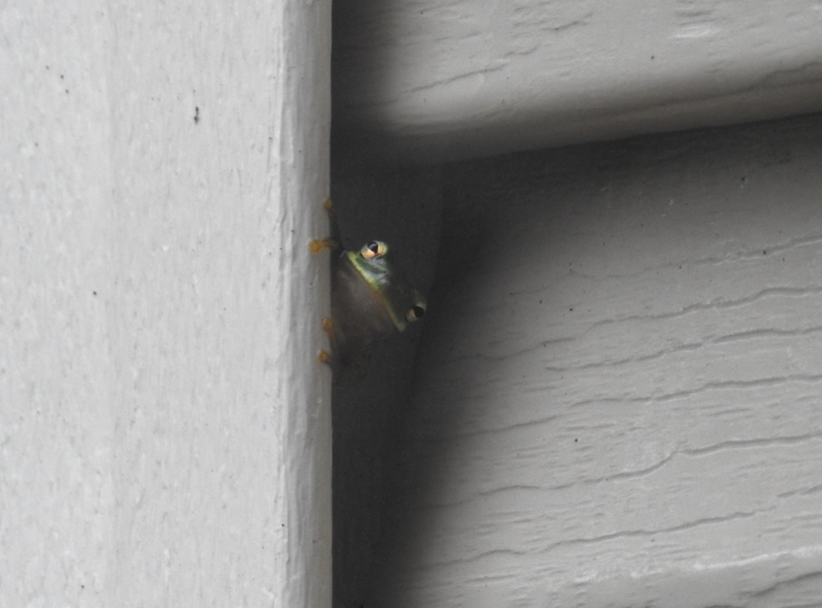 tiny little green frog peeking out from behind window siding