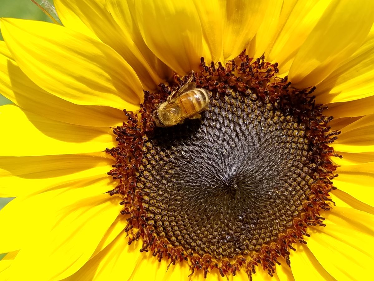 Bright, bright yellow sunflower with honey bee making its rounds of the brown center