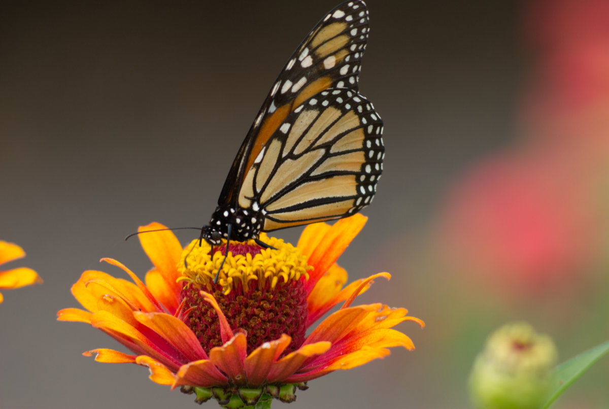 Monarch butterfly on a vivid orange and yellow flower, muted background